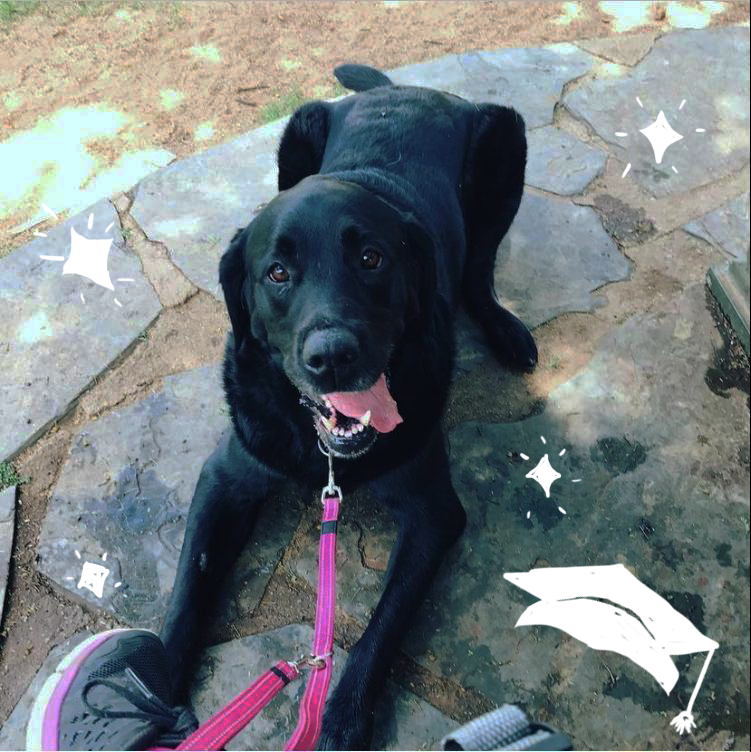 grad dog